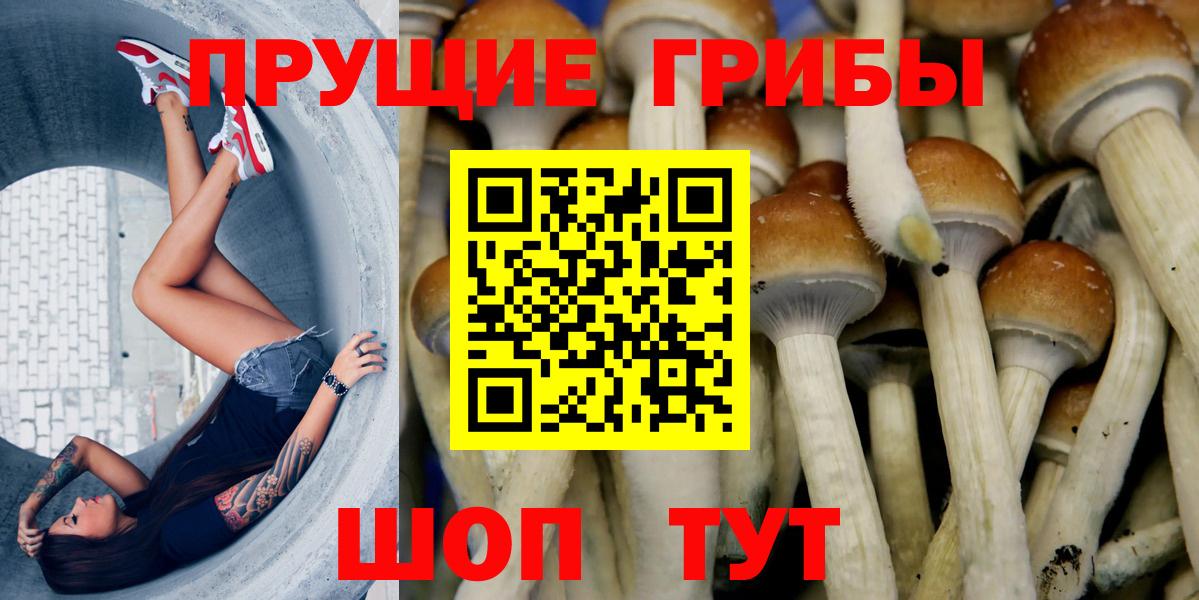 Галлюциногенные грибы Psilocybine cubensis Липецк